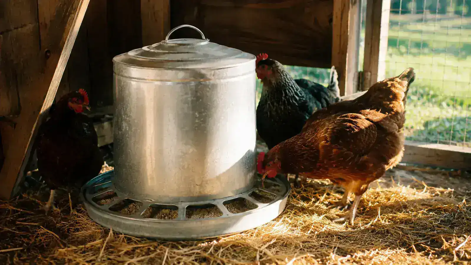 10 Reasons to Buy a Rat-Proof Chicken Feeder