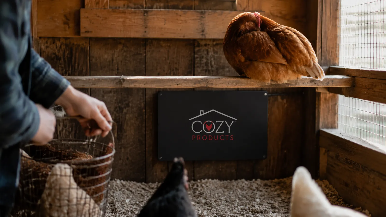 A flat-panel coop heater mounted flush on the wooden coop wall just below the roosting bar, one hen roosting right beside it with her head tucked