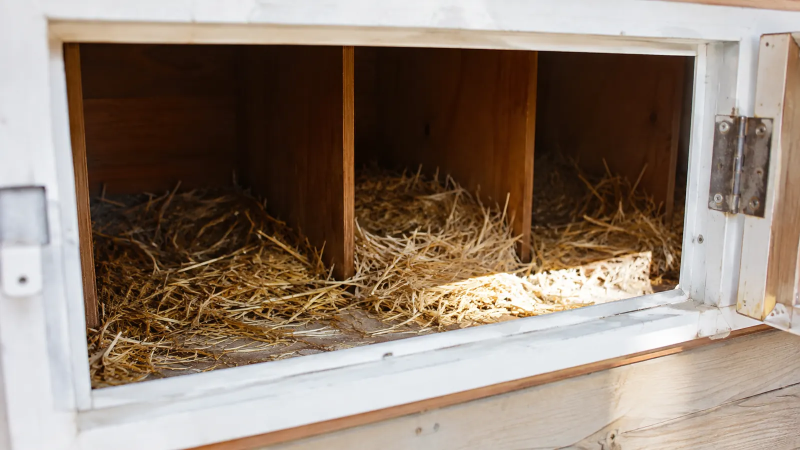 Two nesting boxes filled with fresh straw inside the coop, seen through the open egg door at eye level