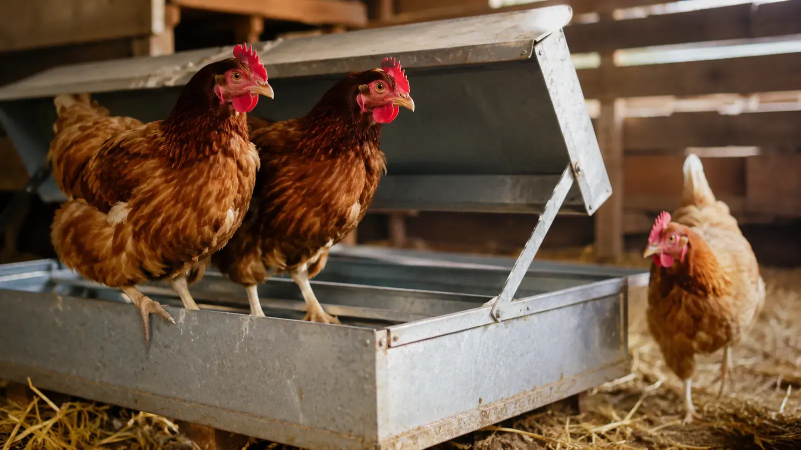 Two hens side by side on the treadle platform of a galvanized feeder, the lid raised open, a third hen waiting behind in straw