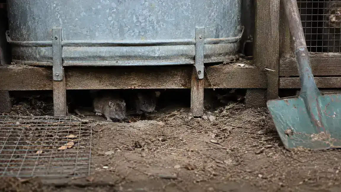 The underside of a wooden coop run showing a raised galvanized feeder and a dark gap under the skirting where a rat could squeeze through