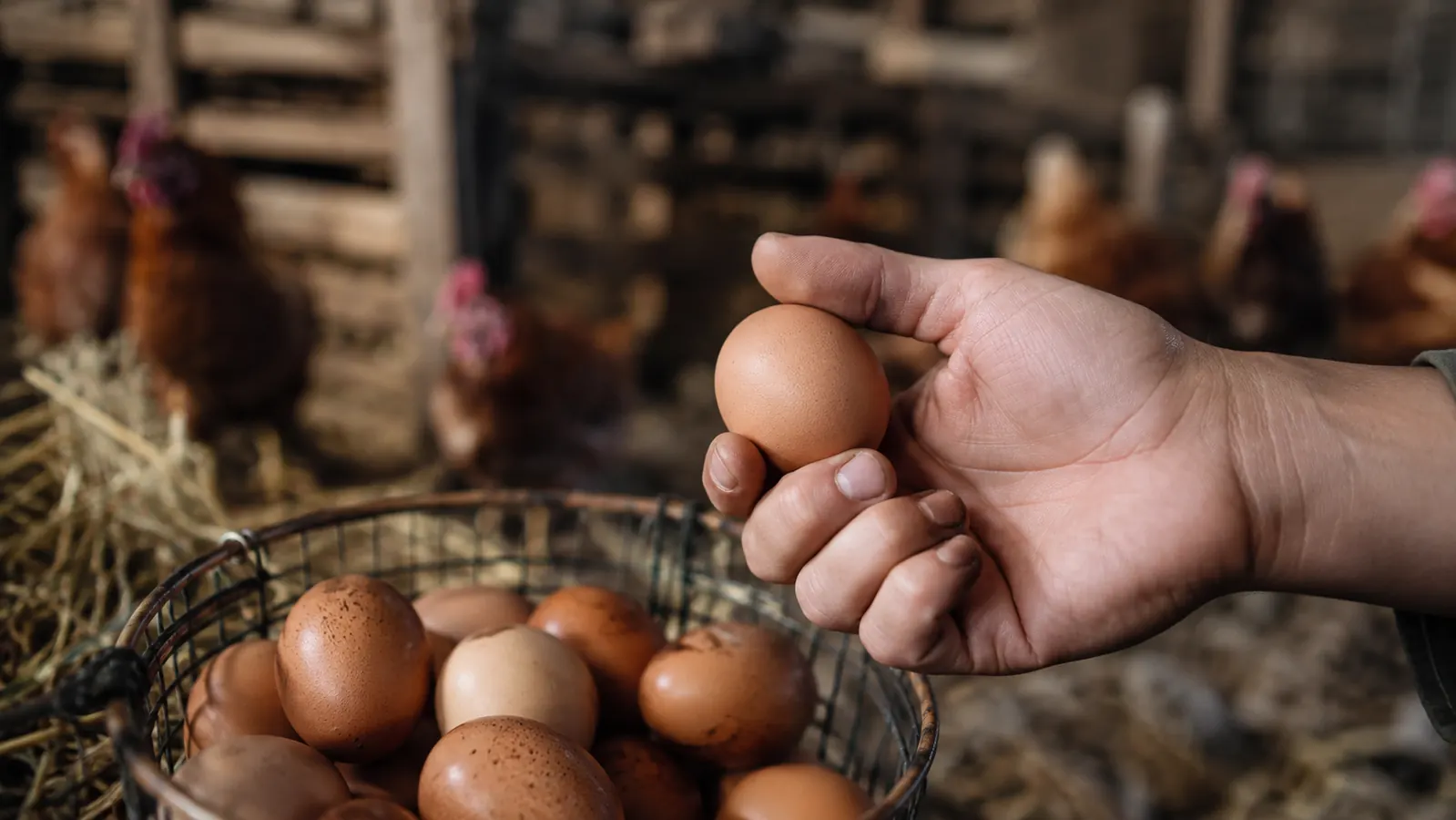 A gloved hand holding a freshly collected brown egg with bits of straw alongside a basket of eggs