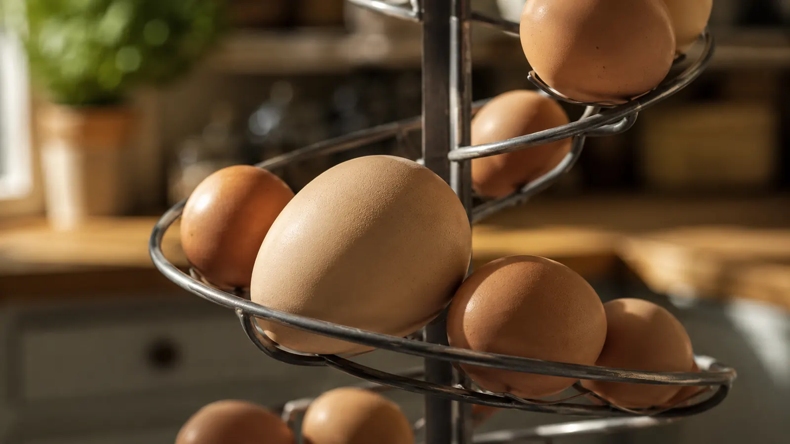 A close view of standard eggs rolling down the spiral track beside one noticeably larger jumbo egg seated snugly